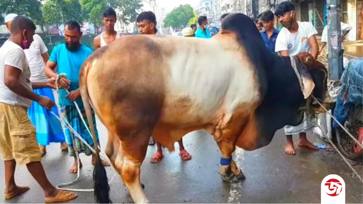 কতটুকু সম্পদ থাকলে কোরবানি ওয়াজিব?