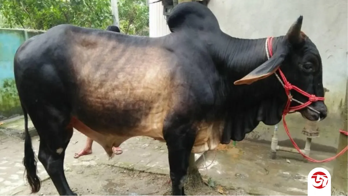 নবীজি (সা.) যে পশুর অংশগুলো খেতে অপছন্দ করতেন